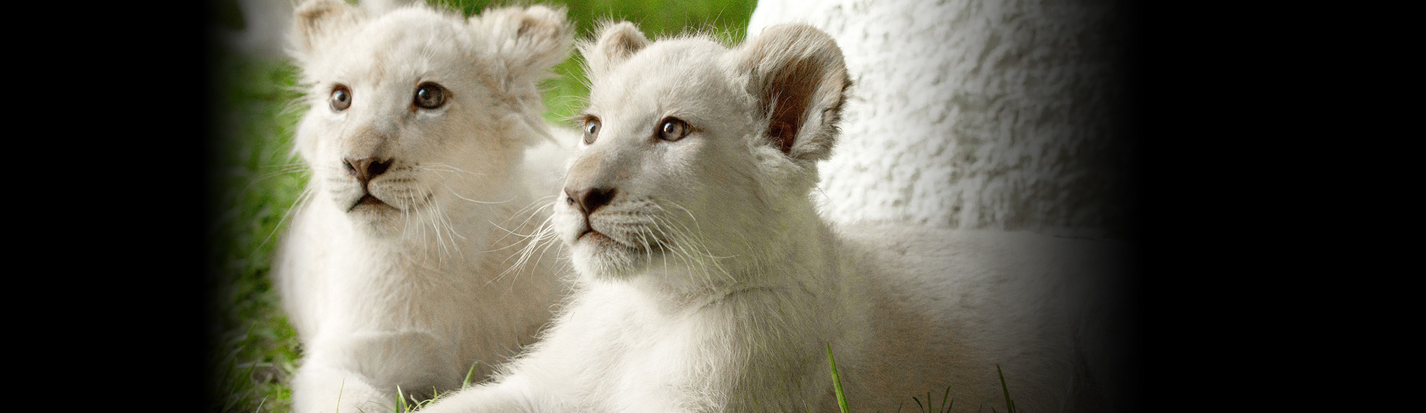 Siegfried And Roy S Secret Garden And Dolphin Habitat Lasvegas Com