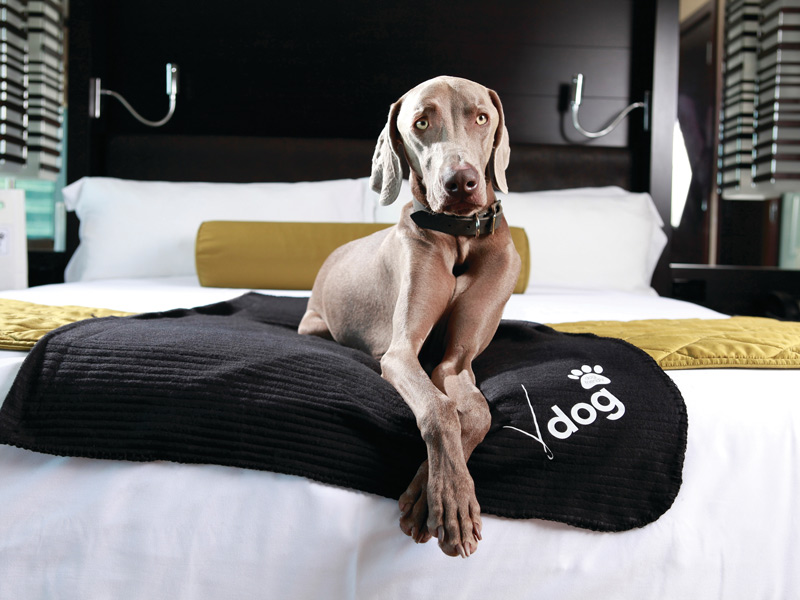Vdara Studio V Dog - Pet Friendly Room